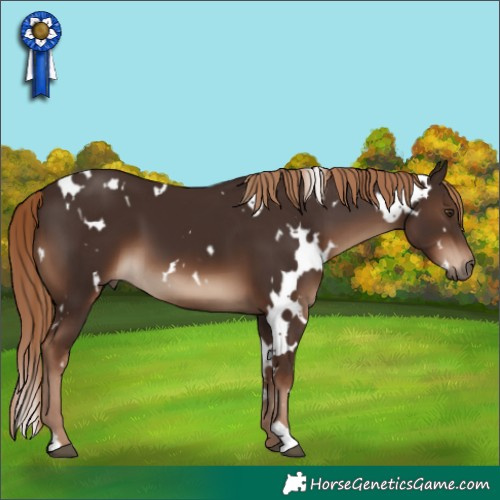 Horse Color:White Spotted Liver Chestnut 