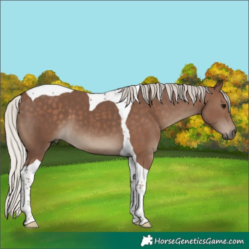 Horse Color:Silver Black Tobiano 
