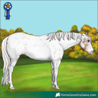 Horse Color:White Spotted Silver Brown Appaloosa 