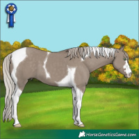 Horse Color:Silver Grullo Tobiano