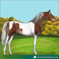 Horse Color:Silver Brown Tobiano 