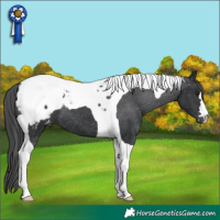 Horse Color:Black Tobiano Appaloosa 