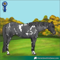 Horse Color:White Spotted Black Appaloosa 