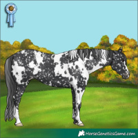 Horse Color:White Spotted Black Appaloosa 