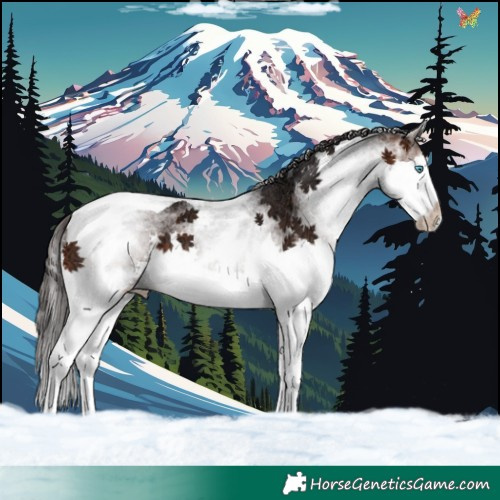 Horse Color:White Spotted Bay Ice Splash Tobiano 