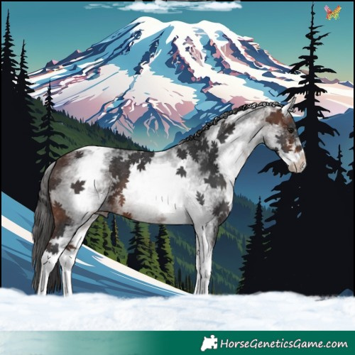 Horse Color:White Spotted Brown Tobiano 