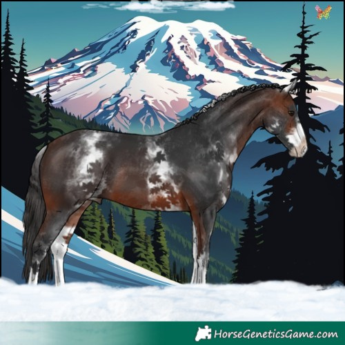 Horse Color:White Spotted Brown Tobiano 