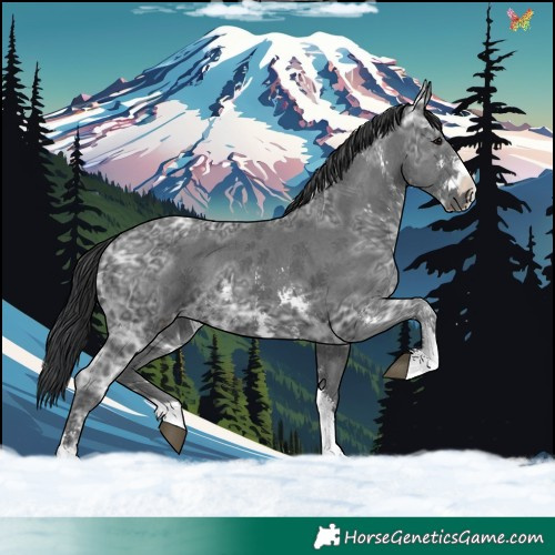 Horse Color:Black Ice Sabino 