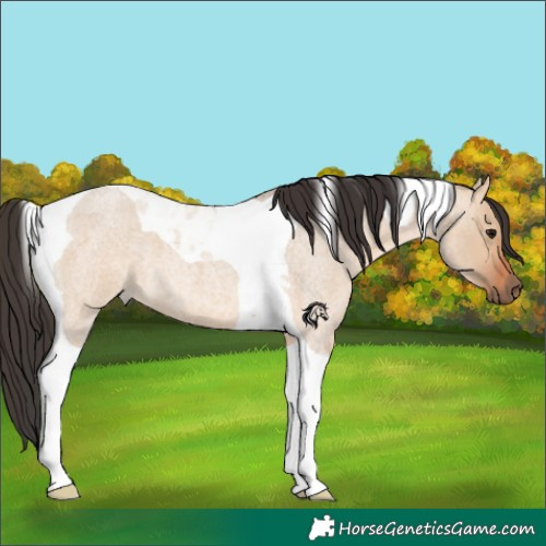 Horse Color:Bay Roan Dun Tobiano 