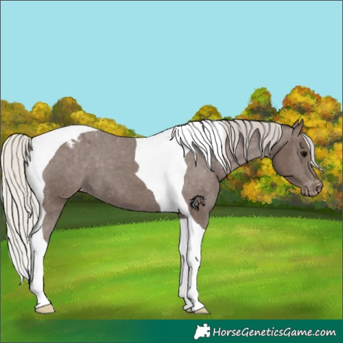 Horse Color:Silver Black Tobiano Appaloosa 