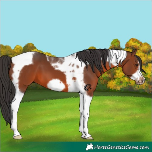 Horse Color:Brown Tobiano Frame 