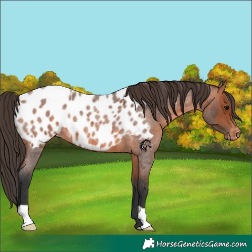 Horse Color:Bay Roan Appaloosa 