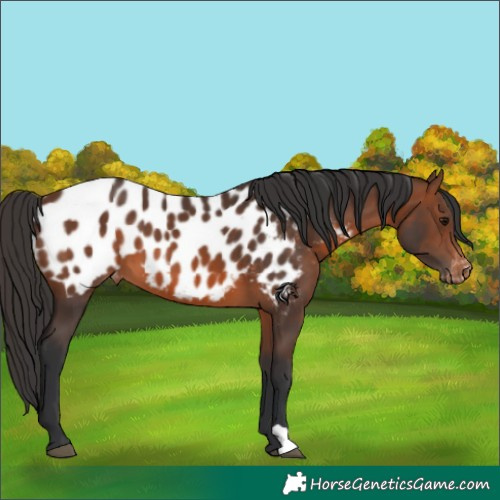 Horse Color:Brown Appaloosa 