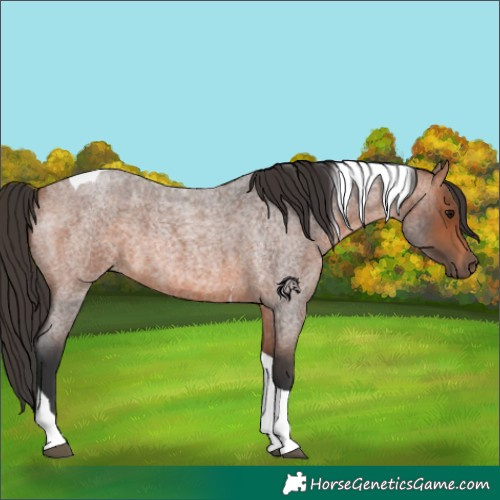 Horse Color:Bay Roan Tobiano
