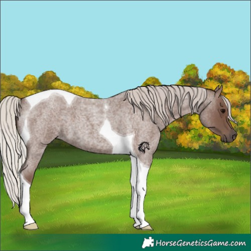 Horse Color:Silver Blue Roan Tobiano