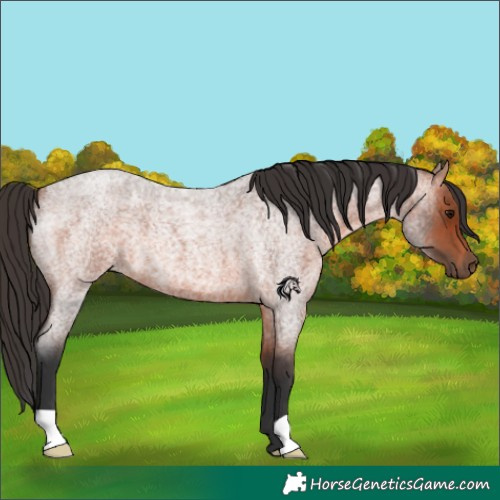 Horse Color:Bay Roan