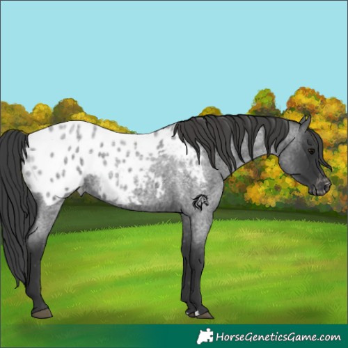 Horse Color:Blue Roan Appaloosa
