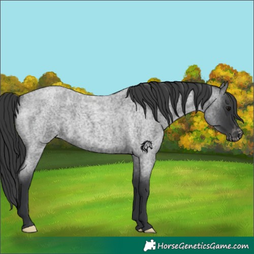 Horse Color:Blue Roan Appaloosa