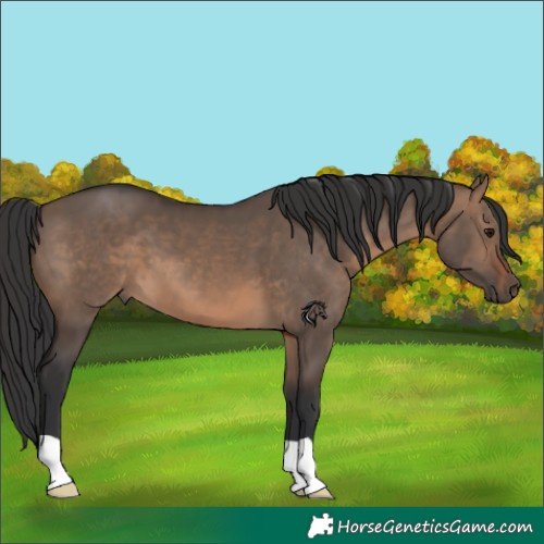 Horse Color:Brown Dun