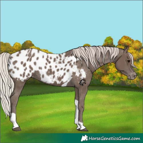 Horse Color:Silver Black Tobiano Appaloosa 