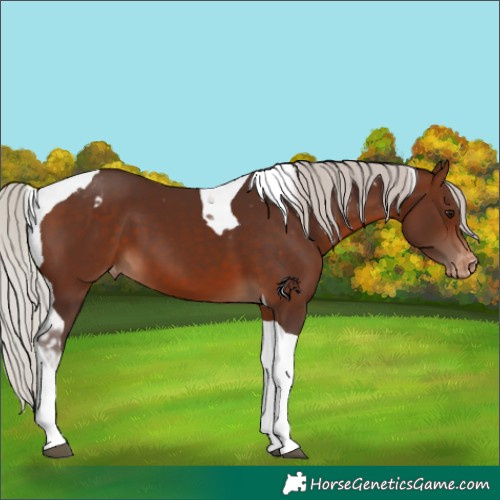 Horse Color:Silver Brown Tobiano Appaloosa 