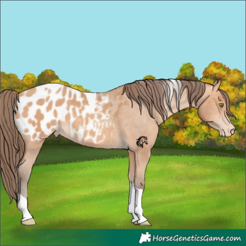 Horse Color:Amber Champagne Tobiano Appaloosa 
