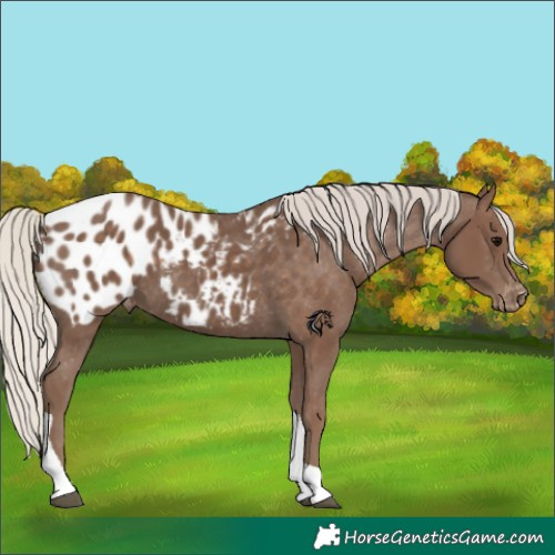 Horse Color:Silver Black Tobiano Appaloosa