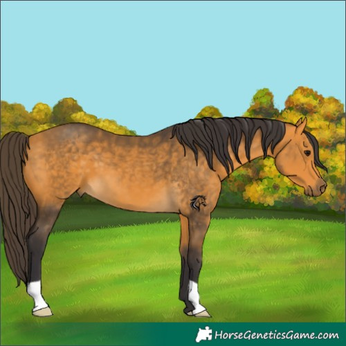 Horse Color:Buckskin 