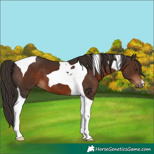 Horse Color:Liver Chestnut Tobiano