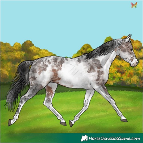 Horse Color:White Spotted Brown Ice 