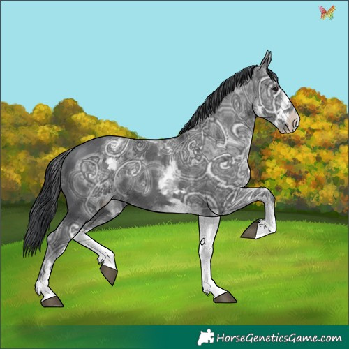 Horse Color:White Spotted Black Ice 