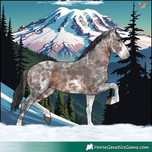 Horse Color:White Spotted Brown Ice Sabino 