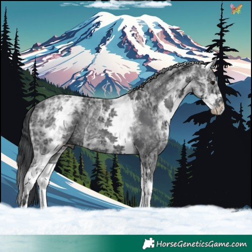 Horse Color:White Spotted Black Ice 