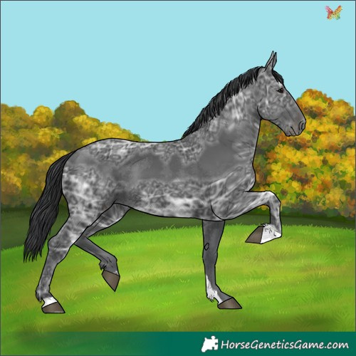 Horse Color:Black Ice 