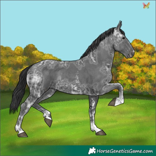Horse Color:Black Ice Sabino