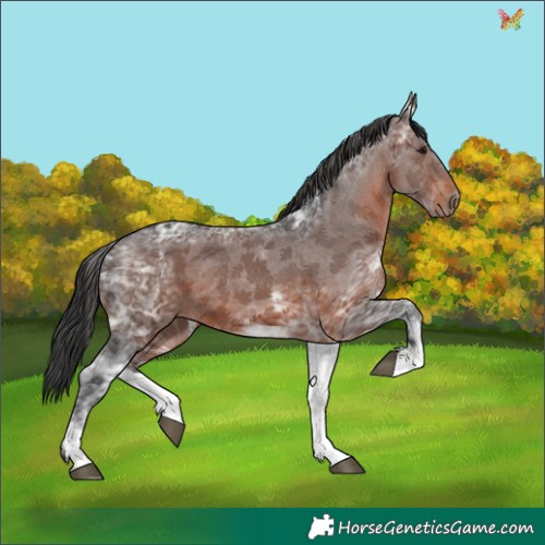 Horse Color:White Spotted Brown Ice Sabino