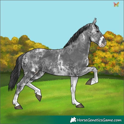 Horse Color:White Spotted Black Ice 