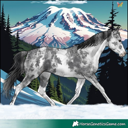 Horse Color:White Spotted Black Ice 