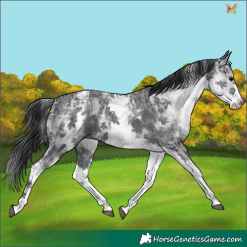 Horse Color:White Spotted Black Ice 