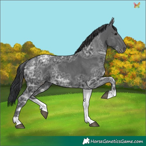 Horse Color:White Spotted Black Ice 
