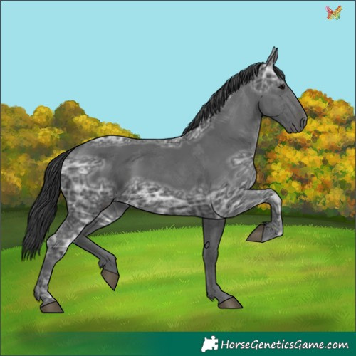 Horse Color:Black Ice 