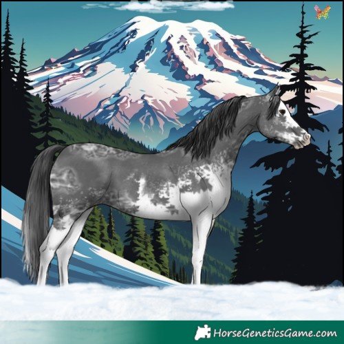 Horse Color:White Spotted Black Ice 