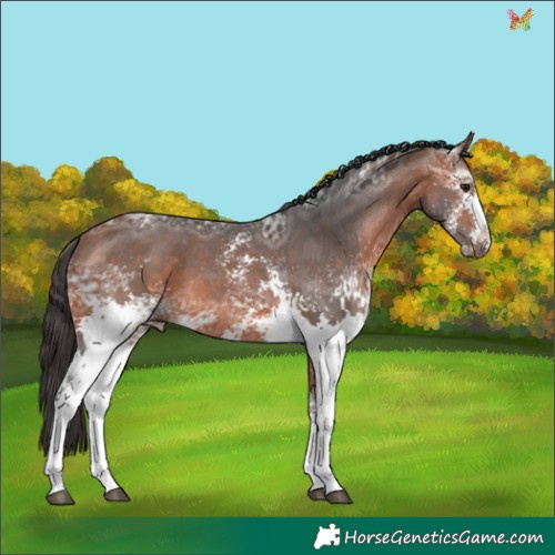 Horse Color:White Spotted Bay Ice 