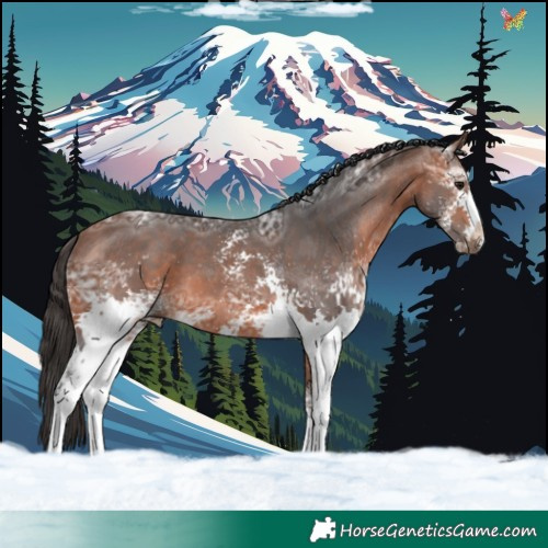 Horse Color:White Spotted Bay Ice 