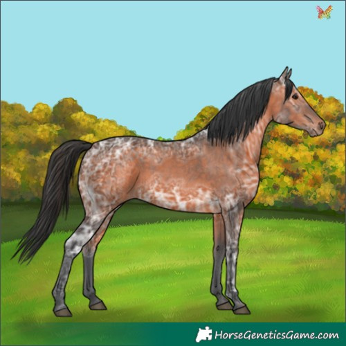Horse Color:Brown Ice 