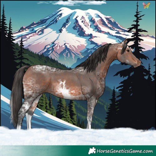 Horse Color:White Spotted Bay Ice 