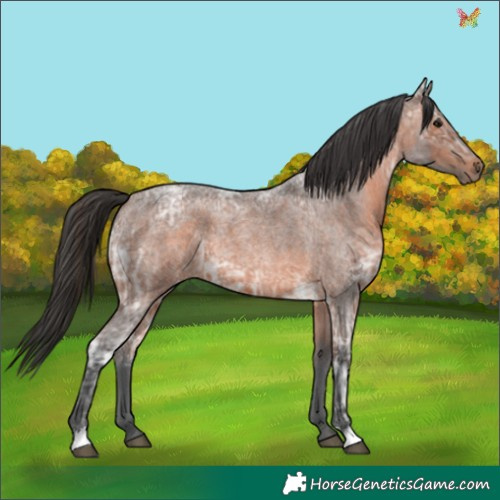 Horse Color:Brown Ice Roan 