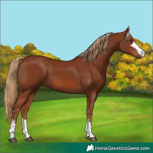 Horse Color:Chestnut 