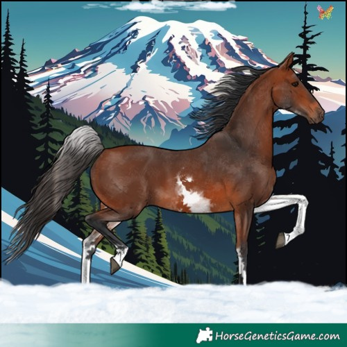 Horse Color:White Spotted Bay 