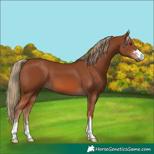 Horse Color:Chestnut 